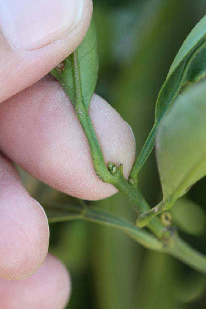              Petiole (Riverside, CA)       